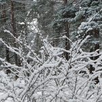 20210111_sniegs